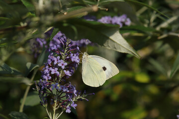 Piéride du chou (Pieris brassicae)
Pieris brassicae on an unidentified flower or plant
