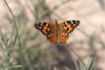 Belle Dame (Vanessa cardui)
Vanessa cardui on an unidentified flower or plant
