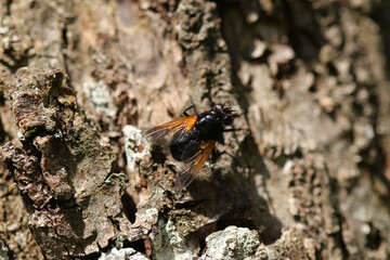 Mésembrine de midi (Mesembrina meridiana)
Mesembrina meridiana in its natural element
