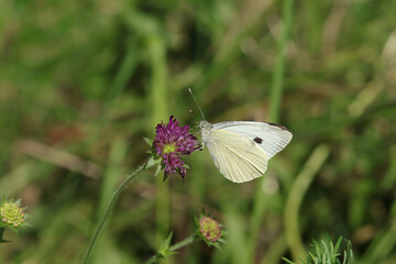 Piéride du chou (Pieris brassicae)
Pieris brassicae on an unidentified flower or plant
