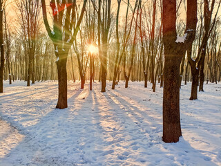 Golden winter sunlight casting long shadows through leafless trees