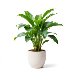 Fototapeta premium Large indoor Spathiphyllum plant in white pot on white background for home décor concept