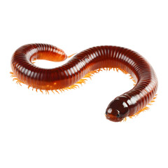 A single glossy brown millipede with many legs is curled into an sshape on a plain transparent background