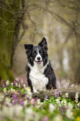 Border Collie dog sitting in spring wildflower forest. Border Collie sitting in a lush forest filled with blooming wildflowers. The dog looks happy and alert in a seasonal, natural setting.