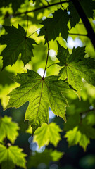 A close-up of vibrant green leaves illuminated by sunlight.