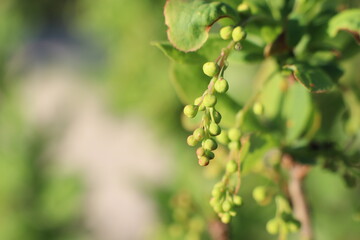 Vibrant Green Berries Hanging Stylishly on a Beautiful Vine Surrounded by Gorgeous Natural Light