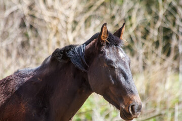 Fototapeta premium portrait of a horse