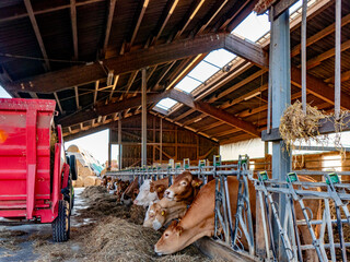 K&uuml;he werden gef&uuml;ttert im Kuhstall