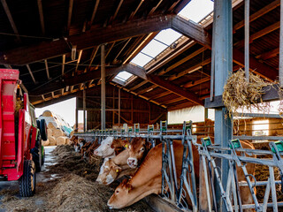 K&uuml;he werden gef&uuml;ttert im Kuhstall