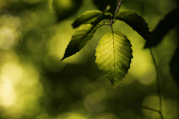 green leaves background in sunny day with bokeh and sun ray