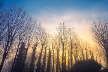 Fototapeta premium Silhouettes of bare trees on an early foggy autumn morning