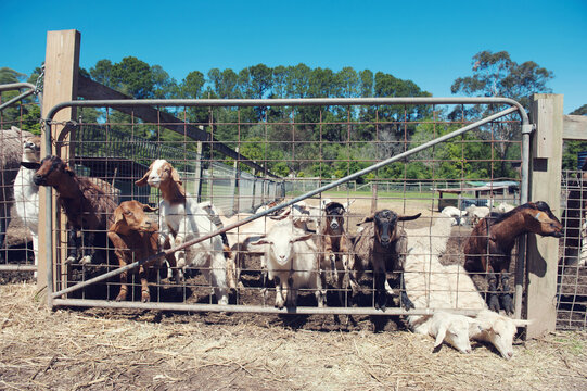 Goats on a farm with their heads through a fence