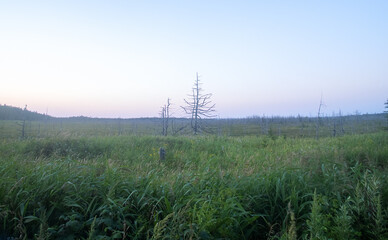 Mari in taiga is swampy area covered with sedge and rosemary hummocks. Swampy meadow, low-lying...