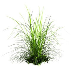 Obraz premium 3D Rendering Wallaby Grass on White