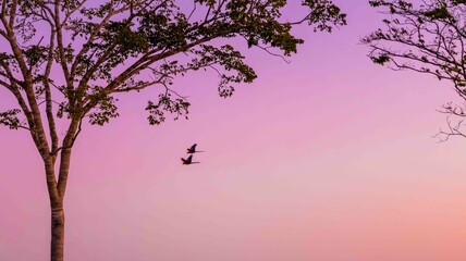 Blue macaws flying across pink sky with treetops below