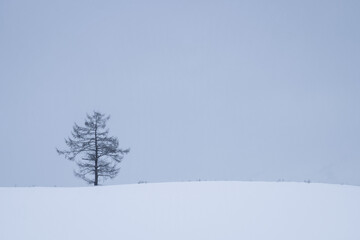 雪原　北海道　美瑛
