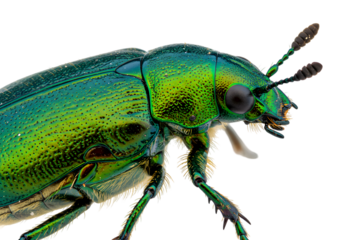 Macro Photo of Iridescent Green Beetle on Transparent Background
