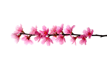 Delicate pink cherry blossom branch isolated on transparent background