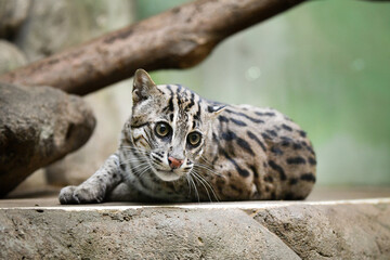 Fototapeta premium Prionailurus viverrinus is in her zoo habitat. Sand habitat in zoo in sunny day. 