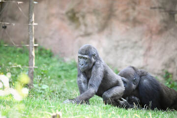 Western lowland gorilla sitting on grass in zoo enclosure. Two Western lowland gorillas resting in a grassy zoo enclosure. One gorilla is seated upright, with a calm expression