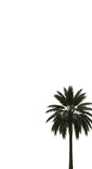 Palm tree with no demographic details in a natural setting. Isolated single palm tree with a clear white background. Tropical palm tree. Use for nature/travel themes -