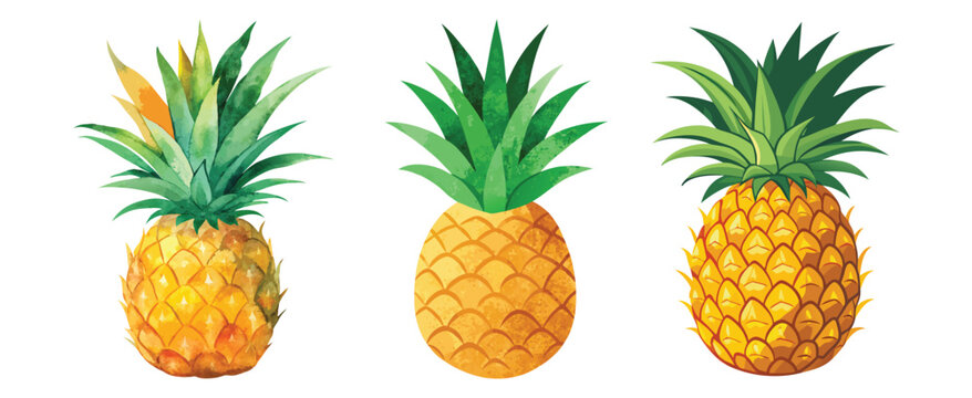Three watercolor pineapples isolated on a white background vector illustration
