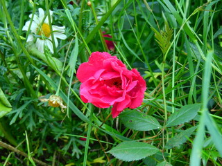 pink rose flower macro photo