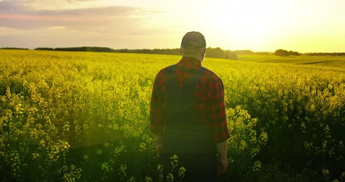 Person And Nature, Aged Agronomist Examining Blooming Rape Plantation In Summertime