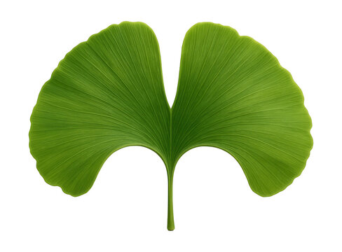 Ginkgo biloba leaf with fan-shaped, bilobed structure and vibrant green coloration