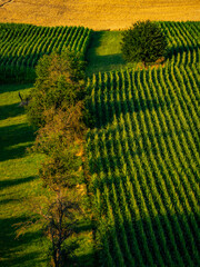 Maisfeld im Sommer