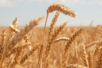 Golden wheat field Ukraine harvest crop agriculture