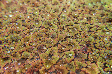 Pond weed covering a dam