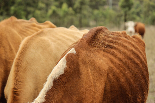 Cattle struggling to find enough feed during drought