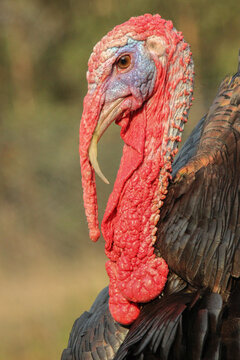 Bronze wing turkey gobbler