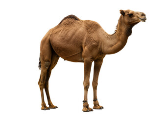 Realistic Image of Brown Dromedary Camel in Transparent Background