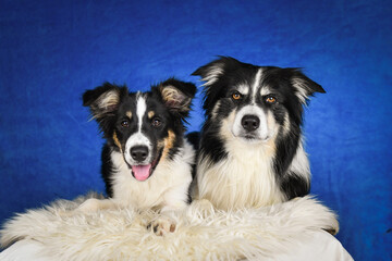 Two happy Border Collie dogs posing together in studio.Portrait of two cheerful Border Collie dogs lying side by side on a fluffy rug, looking at the camera with tongues out. Studio shot with blue bac