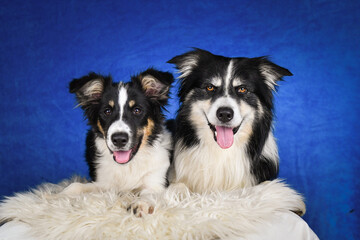 Two happy Border Collie dogs posing together in studio.Portrait of two cheerful Border Collie dogs lying side by side on a fluffy rug, looking at the camera with tongues out. Studio shot with blue bac