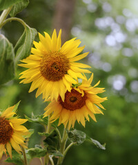 Blühende hohe Sonnenblumen im Garten vor Hecke