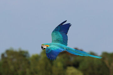 Colorful Blue and Gold Macaw parrot flying in the sky. Free flying bird