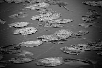 dark, gloomy pond water surface with waterlily leaves. Monchrome black, gray and white tones.