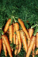 Bunch of carrots are sitting on top of some green leaves. Vertical background, wallpapers.
