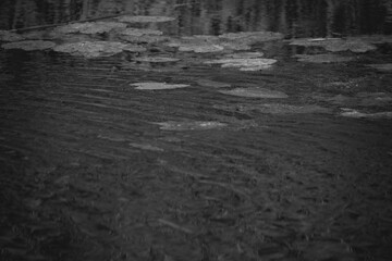 dark, gloomy pond water surface with waterlily leaves. Monchrome black, gray and white tones.