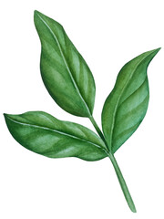 Watercolor wedding clipart set. Hand-painted illustrations with wedding attributes and magnolia flowers isolated on white. Romantic graphics for invitation, save the date. Wedding card decoration.