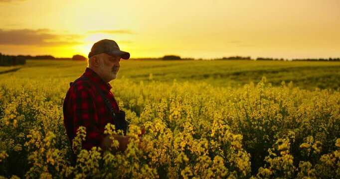 Professional Agronomist Viewing Blooming Plants In Agricultural Fields, Stroking Yellow Flowers