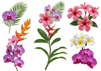 Tropical Flower PNG Vibrant Floral Arrangement on Transparent Background