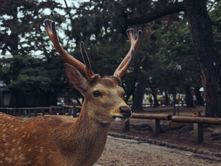 Obraz premium Deer in the woods