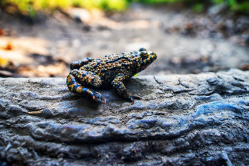 East fire-bellied toad (Bombina orientalis) on the northeastern edge of the range, swamp hole in the Sikhote Alin mountains.. Primorsky Krai