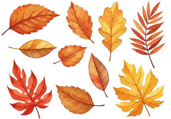 Fototapeta premium Watercolor Autumn Leaves Design Isolated Elements Collection Illustration