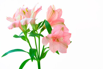 Soft pink Alstroemeria flowers with green leaves isolated o  on transparent background. Perfect for floral design, spring themes, or wedding projects.