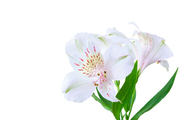 Delicate white Alstroemeria flowers with soft red spots isolated o  on transparent background, perfect for wedding, spa, or natural beauty-themed designs.
